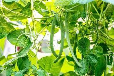 ibains Double beans seeds pack of 96 Seed(96 per packet)