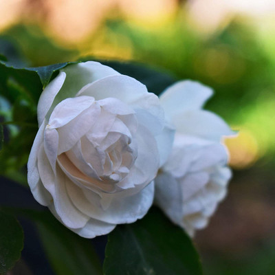 VibeX NBIR-25 - White Begonia - (270 Seeds) Seed(270 per packet)