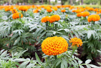 Kavya Craft marigold/gende ka phool flower seeds Seed(50 per packet)