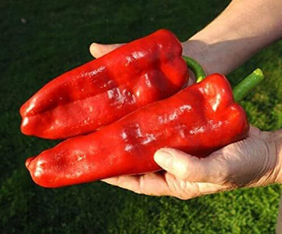 DIVINE CHILLI , PEPPER Seed(80 per packet)