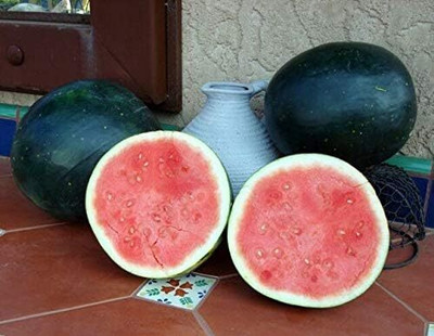 Qualtivate RES-4A Black Diamond Watermelon Seeds Seed(100 per packet)