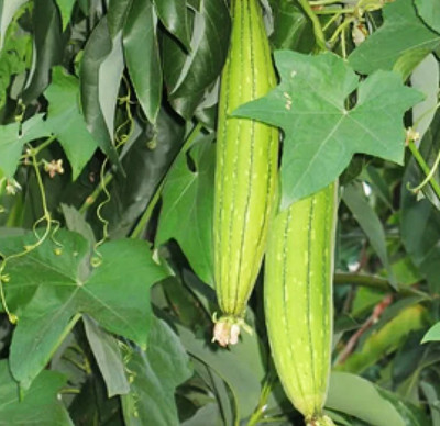 UGRA Sponge Gourd Turai Seed(120 per packet)