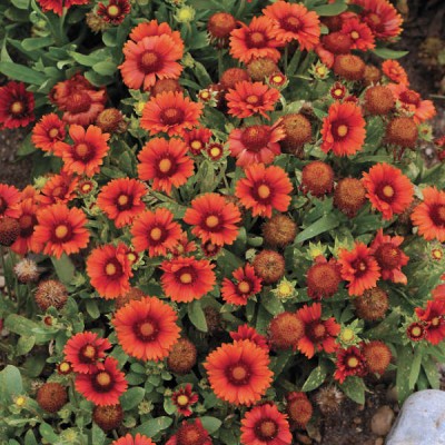 WATIKA Gaillardia aristata 'Arizona Red Shades' Seed(10 per packet)