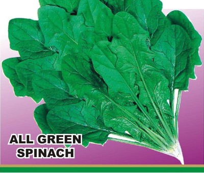 Qualtivate HUA-9A Desi Spinach (Palak) Seed(300 per packet)