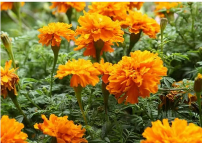 VERTISE African गेंदे का फूल / Organic Garden Marigold Orange Seed(100 per packet)