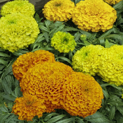 Qualtivate PUAS-69 Taishan African Marigold Mix Seed(500 per packet)
