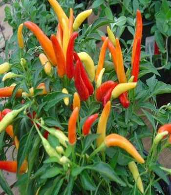 Aywal Chilli seeds Cayenne Hot Pepper Chilli Seed(450 per packet)