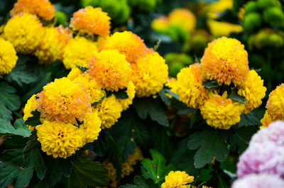 Click to buy marigold,gende ka phool Seed(30 per packet)