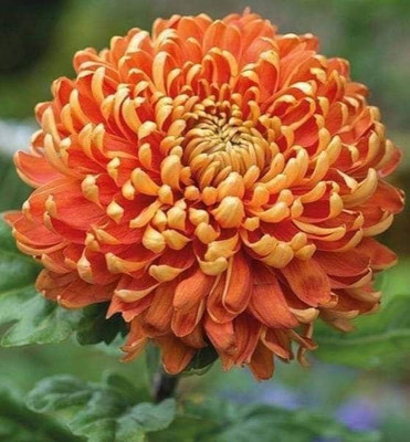 ibains Chandramalika flower seed Seed(65 per packet)