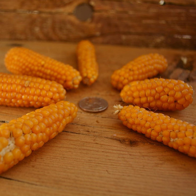 Qualtivate HYB-5A Tom Thumb Corn Seed(400 per packet)