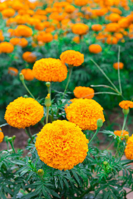 TORPPEZA marigold/gende ka phool flower seeds Seed(75 per packet)