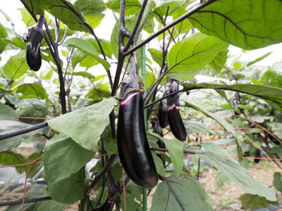 Kodali Hybrid F1 Brinjal Seeds Pack Of 81 Seed(81 per packet)