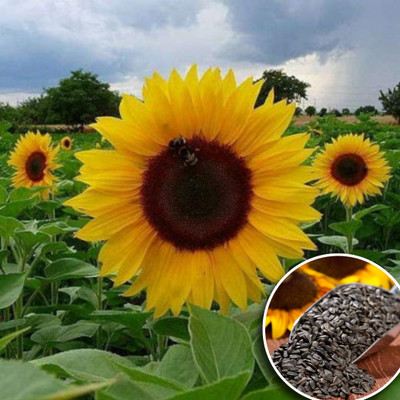Greenfall Hybrid Giant Sunflower Seeds for Home Gardening - 20 Seeds Seed(20 per packet)