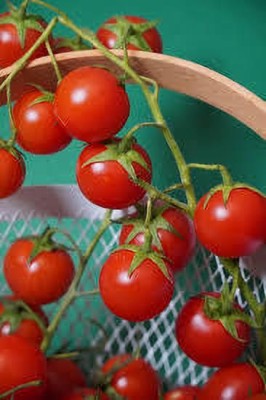 XOLDAA kashmiri hybrid tomato seeds Seed(110 per packet)