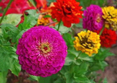 Arshiayat Zinnia Double Mixed hybrid Flower Seed Seed(49 per packet)