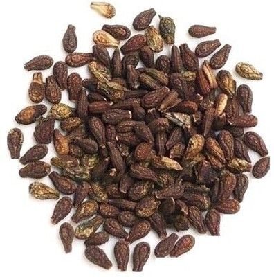 ORGANIC HERBS SHIVLINGI Seed(50 per packet)