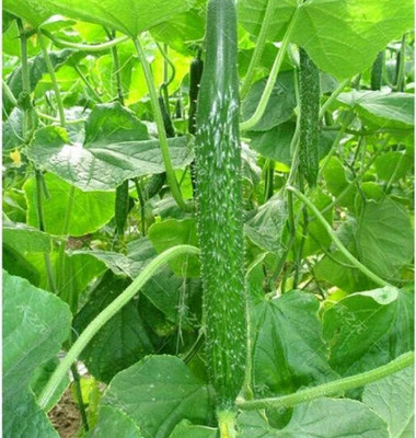 KNESSiN Cucumber Seed(200 per packet)