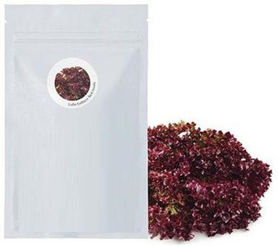 CYBEXIS Lettuce Red Lolla Rosa2000 Seeds Seed(2000 per packet)