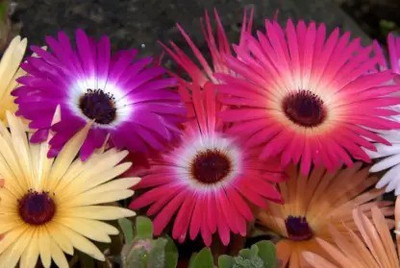 Aro Ice plant Seed(10 per packet)