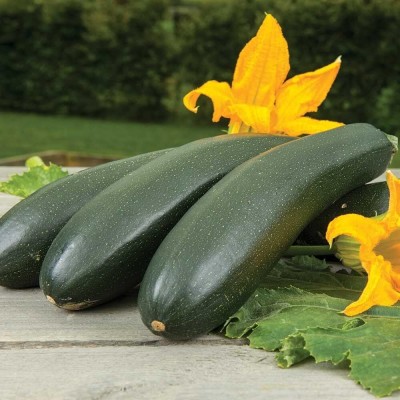 Qualtivate PUAS-7A Zucchini Vegetable Garden Seeds Seed(30 per packet)