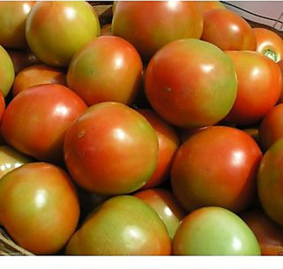 KNESSiN Arka Ananya Tomato Seed(1250 per packet)