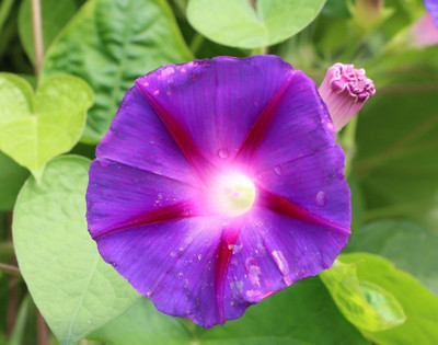 CEYA Ipomoea purpurea 'Night' Seed(100 per packet)