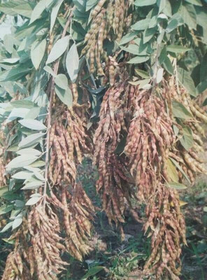 HYBRID 1kg arhar/red gram seeds Highest yield variety Seed(1 kg)