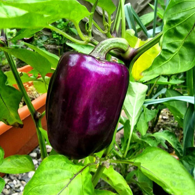 Biosnyg Hybrid Purple Violet Capsicum Seeds for Terrace Gardening-(200 Seeds) Seed(200 per packet)