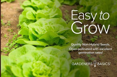 CYBEXIS LXI-73 - Butterhead Boston Bibb Buttercrunch Lettuce - (1350 Seeds) Seed(1350 per packet)