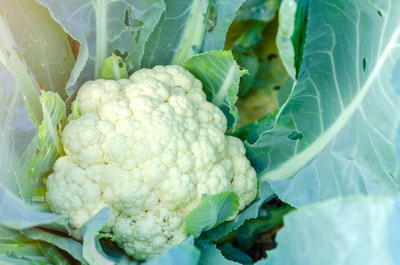 Ghas white cauliflower,gobhee seeds Seed(20 per packet)