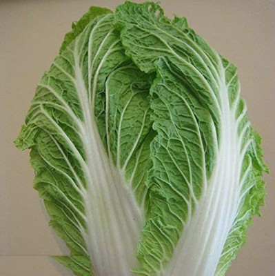 DIVINE CABBAGE Seed(20 per packet)