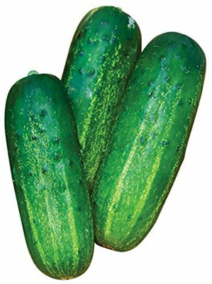Quentova Cucumber Dasher II F1 Seed-XLI-8E Seed(250 per packet)