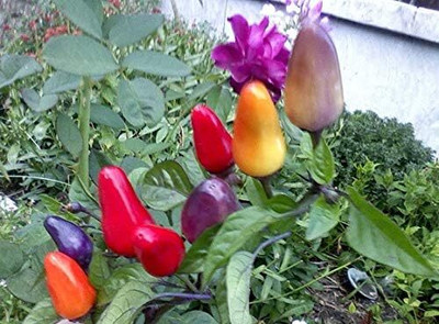 Qualtivate HUA-3A 5 Color Pepper Seed(300 per packet)