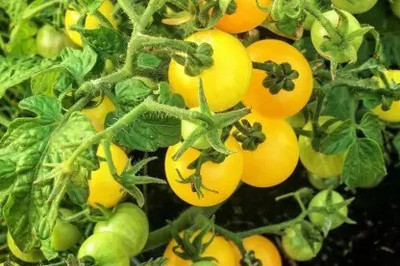 Aro Yellow Cherry Tomato, Tamatar Seed(20 per packet)