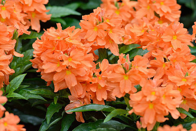 shayama kanakambaram-firecracker-crossandra Seed(80 per packet)
