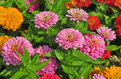UGRA Zinnia Double Mix Seeds Seed(10 per packet)