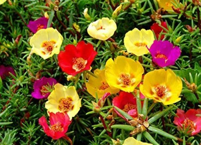 Qualtivate PAU-114 Flower Seeds : Portulaca Basket Flower Mixed -V1 Mix Flowering Seed(50 per packet)