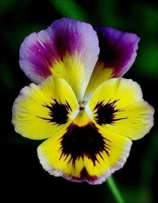 KANAYA Pansy F1 Mixed Color Flower Seeds For Kitchen Gardening Seed(80 per packet)