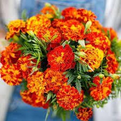 gorgeous moment genda phool ,marigold Seed(1500 per packet)