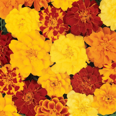 CRGO ® HAU-532 Marigold Tagetes Patula French Double Brocade Mix Seeds Seed(20 per packet)