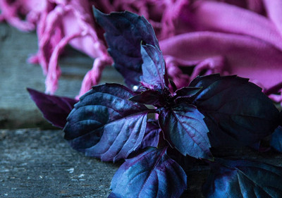 WILLVINE TLX-94 Dark Opal Basil(Ocimum basilicum) Seed(2000 per packet)