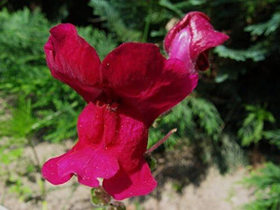 CRGO ANTIRRHINUM Seed(75 per packet)