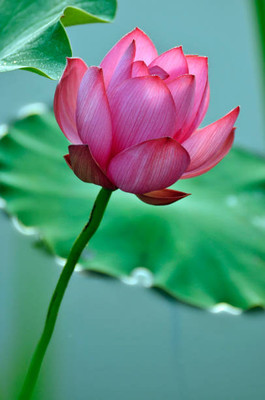 Shyamkripa Criation lotus,kamal gatta Seed(15 per packet)