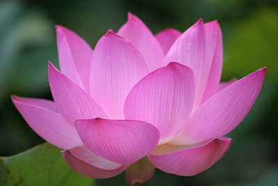 SAFRONI lotus,kamal gatta Seed(10 per packet)