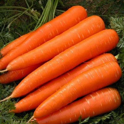 ZIFR विलायती गाजर Orange Carrot Seed(1000 per packet)