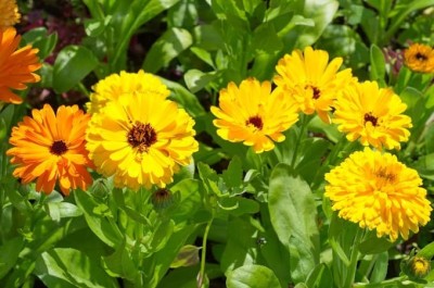 GROWN Calendula Flower Seed (Mix Yellow) Seed For Kitchen Gardening - 225 Seed(225 per packet)