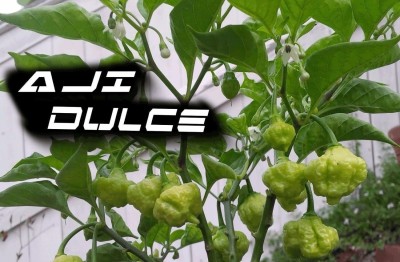 Qualtivate LX-105 Pepper Seeds,Known As ajicitoo,aji gustoso,ají cachucha & sweet Seed(200 per packet)