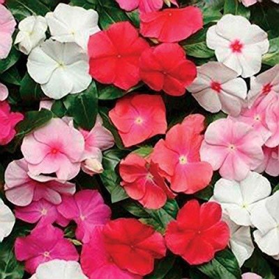 Qualtivate KGF -105 Vinca Mix F1 Hybrid Seeds Seed(50 per packet)