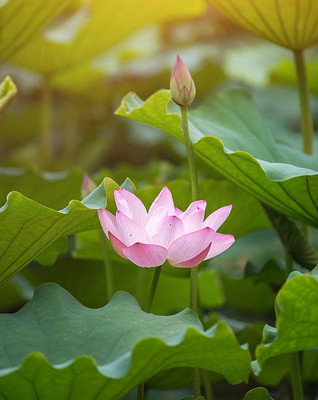 Portia lotus,kamal gatta Seed(10 per packet)