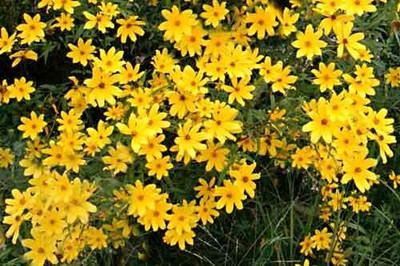 Dasstore Mini sunflower seeds pack of 25 Seed(25 per packet)
